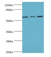 MAPK4 / ERK4 Antibody (aa348-587)