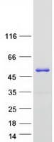 Human APOA4 Protein (Recombinant Myc-DDK (Flag))