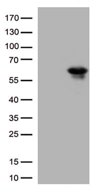 KLF5 / BTEB2 Antibody (aa1-457, clone OTI2G4, Carrier-free)