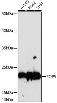 HSPC004 / POP5 Antibody