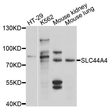 SLC44A4 Antibody