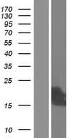 C10orf105 Protein (Over-Expression Lysate Myc-DDK (Flag))