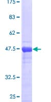 Human FTH1 / Ferritin Heavy Chain Protein (Recombinant GST)