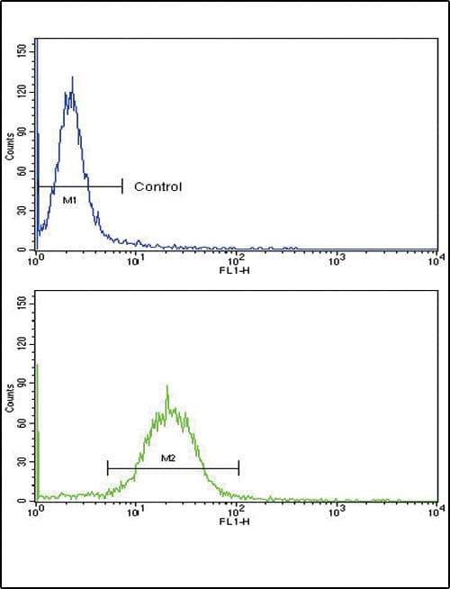 SORBS2 / ARGBP2 Antibody (aa175-204)