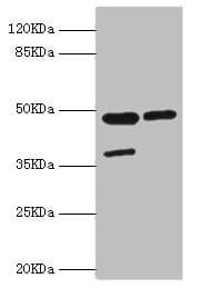 Polyclonal Rabbit anti-Human ILT3 / LILRB4 Antibody (WB)