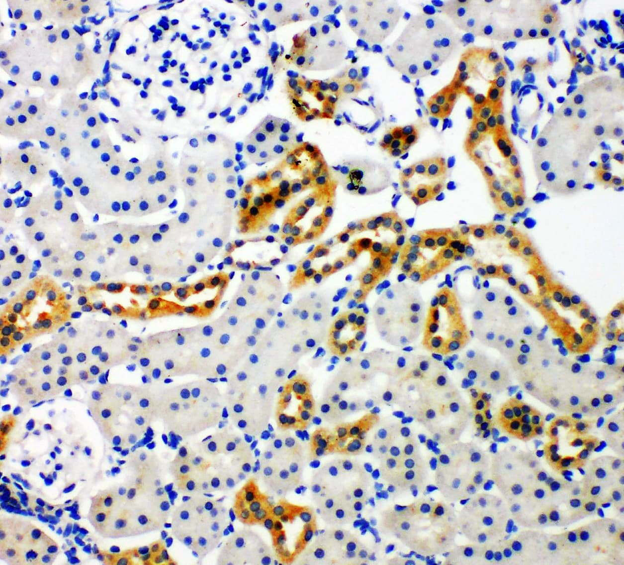 NOX4 Antibody (aa561-578)