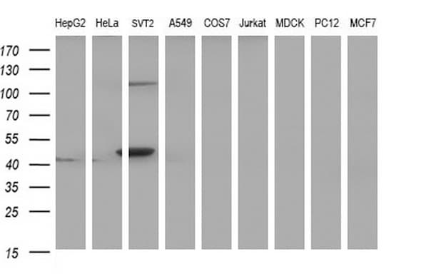 PAAF1 Antibody (clone OTI1F11)