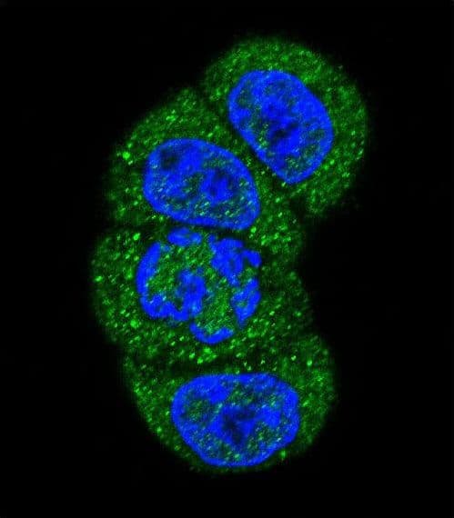 PIK3C3 / VPS34 Antibody (aa9-41)