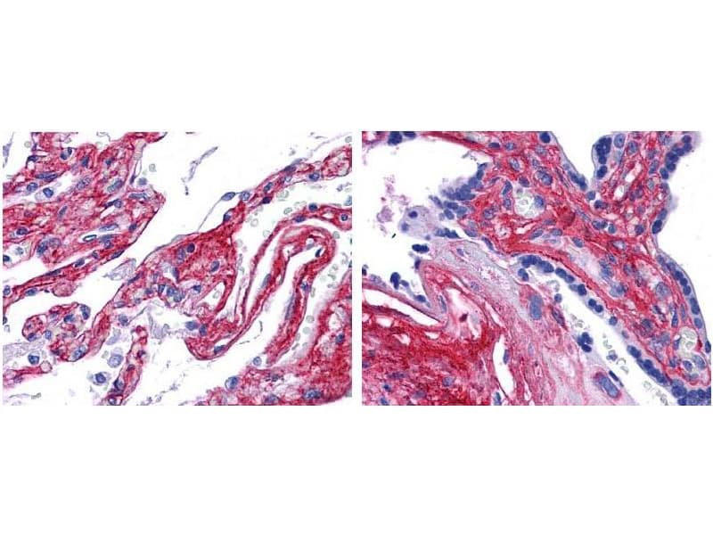 Collagen V Antibody (FITC)