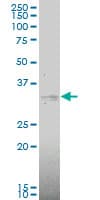 Monoclonal Mouse anti-Human MAP2K6 / MEK6 / MKK6 Antibody (clone 2F2, IF, WB)