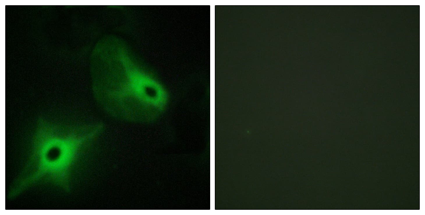 KSR2 Antibody (aa671-720)
