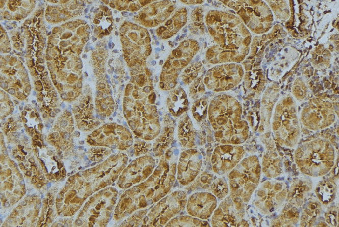 ATP5F1 Antibody