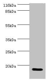 Polyclonal Rabbit anti-Human HN1 / ARM2 Antibody (aa2-154, WB)