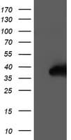 Monoclonal Mouse anti-Human NUDT18 Antibody (clone OTI1A8, WB)