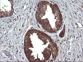 DDT / Dopamine Tautomerase Antibody (clone OTI1H3)