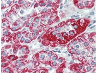 Monoclonal Mouse anti-Human TRPC6 Antibody (clone 3F2.H10.F2, IHC, WB)