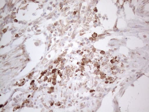 PODXL / Podocalyxin Antibody (aa32-461, clone OTI2C6, Carrier-free)
