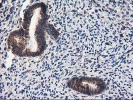 PON1 / ESA Antibody (clone OTI1F7)