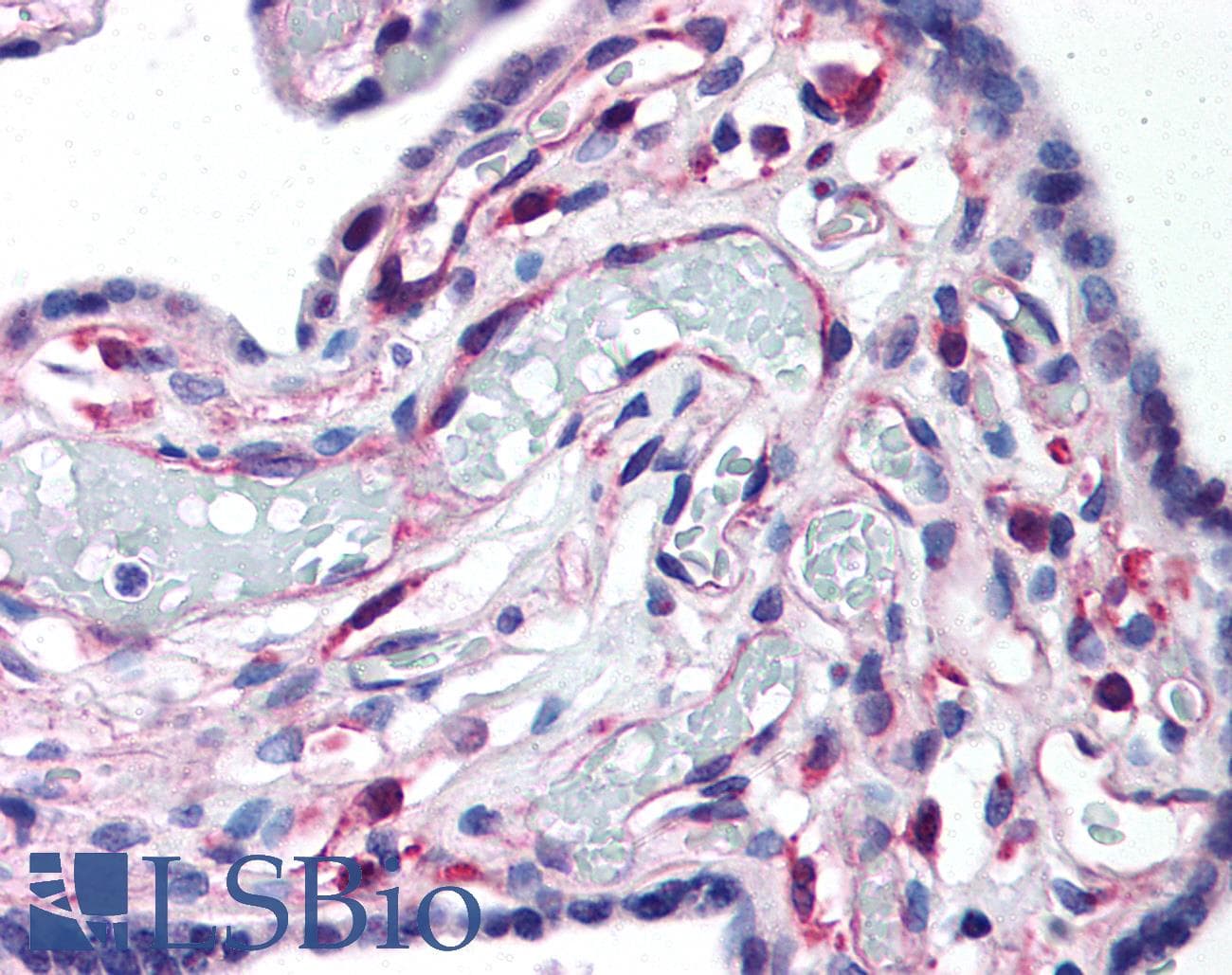 IHC-plus™ LIPG / Endothelial Lipase Antibody (C-Terminus)