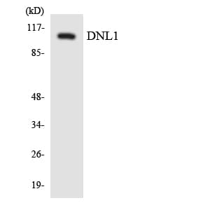 Polyclonal Rabbit anti-Human LIG1 / DNA Ligase 1 Antibody (aa90-139, IHC, WB)