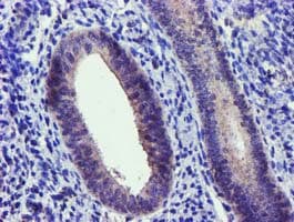 NUDT6 Antibody (clone OTI7F4, Carrier-free)