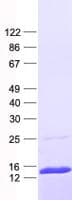 Human IFI27L2 Protein (Recombinant His, N-Terminal)