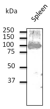 Polyclonal Goat anti-Human CD19 Antibody (C-Terminus, WB)