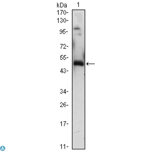 ZIF268 / EGR1 Antibody