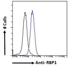 IHC-plus™ RBP1 / CRBP Antibody (aa122-135)