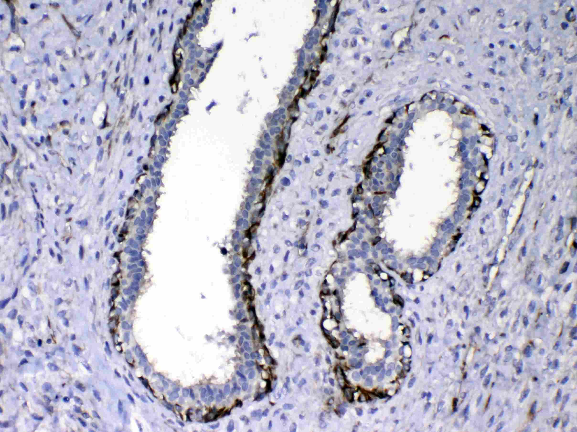 CCN3 / NOV Antibody