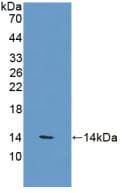 VNN1 Antibody (aa389-497)