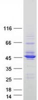 Human ISPD / Nip Protein (Recombinant Myc-DDK (Flag))