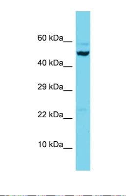 LIMPII / SCARB2 Antibody (C-Terminus)