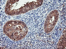 NLN / Neurolysin Antibody (clone OTI2H1, Carrier-free)