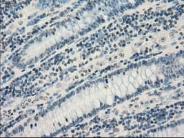GBP2 Antibody (clone OTI2G6)