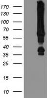 MGRN1 Antibody (clone OTI3A1)