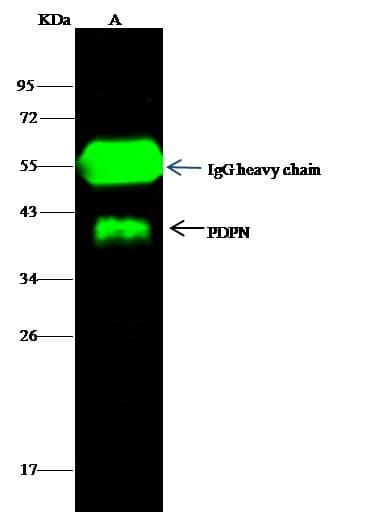 PDPN / Podoplanin Antibody (Preservative Free)