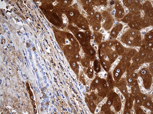 AZGP1 / ZAG Antibody (aa21-298, clone OTI2H3)