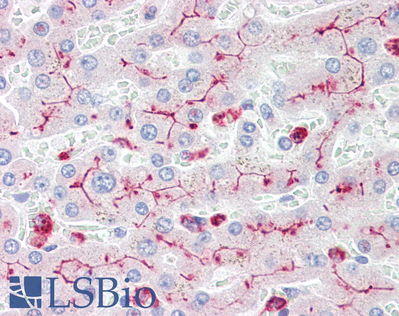 IHC-plus™ CD66acd Antibody