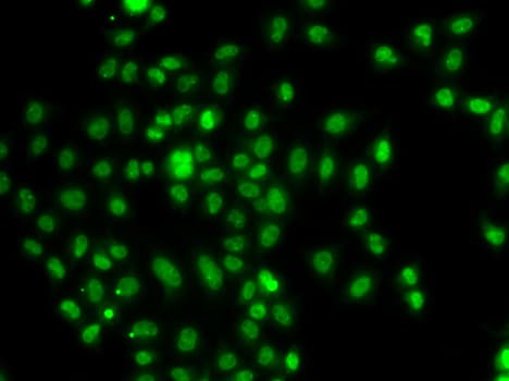 FOXN2 Antibody