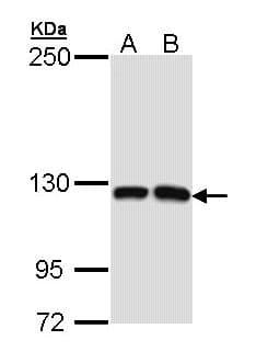 MCF2L / DBS Antibody (aa84-367)