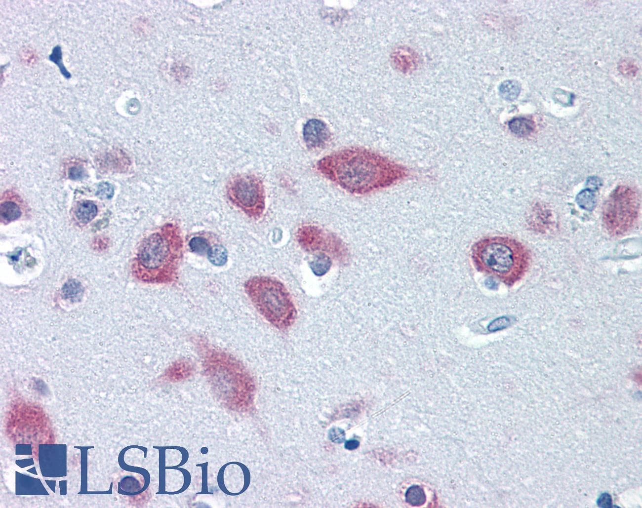 IHC-plus™ FARSB Antibody (clone 2F11)