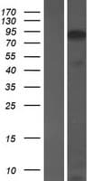 ANKRD20A1 Protein (Over-Expression Lysate Myc-DDK (Flag))