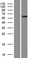 PDCD7 Protein (Over-Expression Lysate Myc-DDK (Flag))