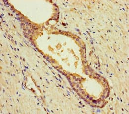 Polyclonal Rabbit anti-Human MUTED Antibody