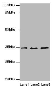 Polyclonal Rabbit anti-Human AZGP1 / ZAG Antibody (WB)
