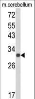 USF2 Antibody (aa218-246)