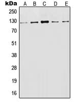 LAMP1 / CD107a Antibody (Internal)
