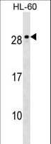 MED18 Antibody (aa180-206)