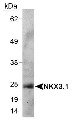 NKX3-1 Antibody (clone 361, Biotin)